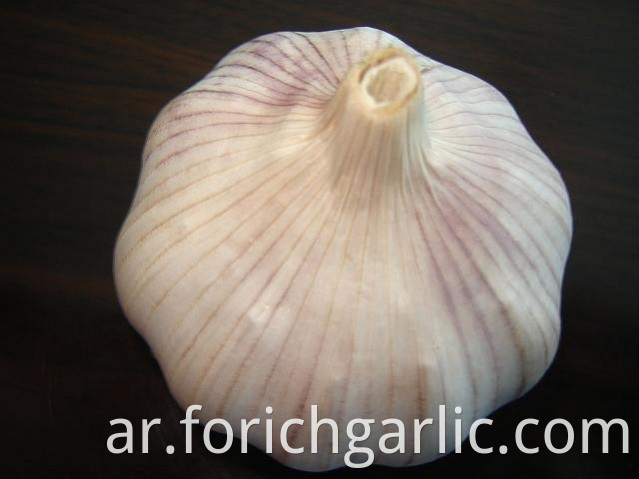 Normal White Garlic